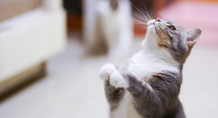 Gatti felici: giochi e attività